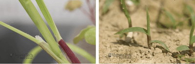 close up images of smooth crabgrass